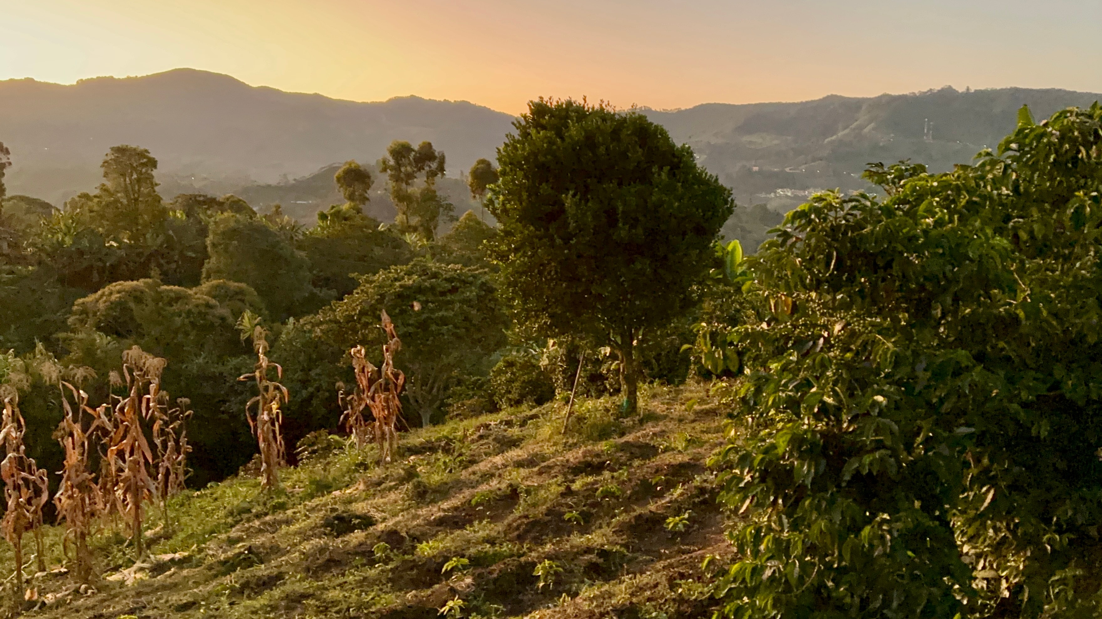 Golden hour at La Milagrosa estate