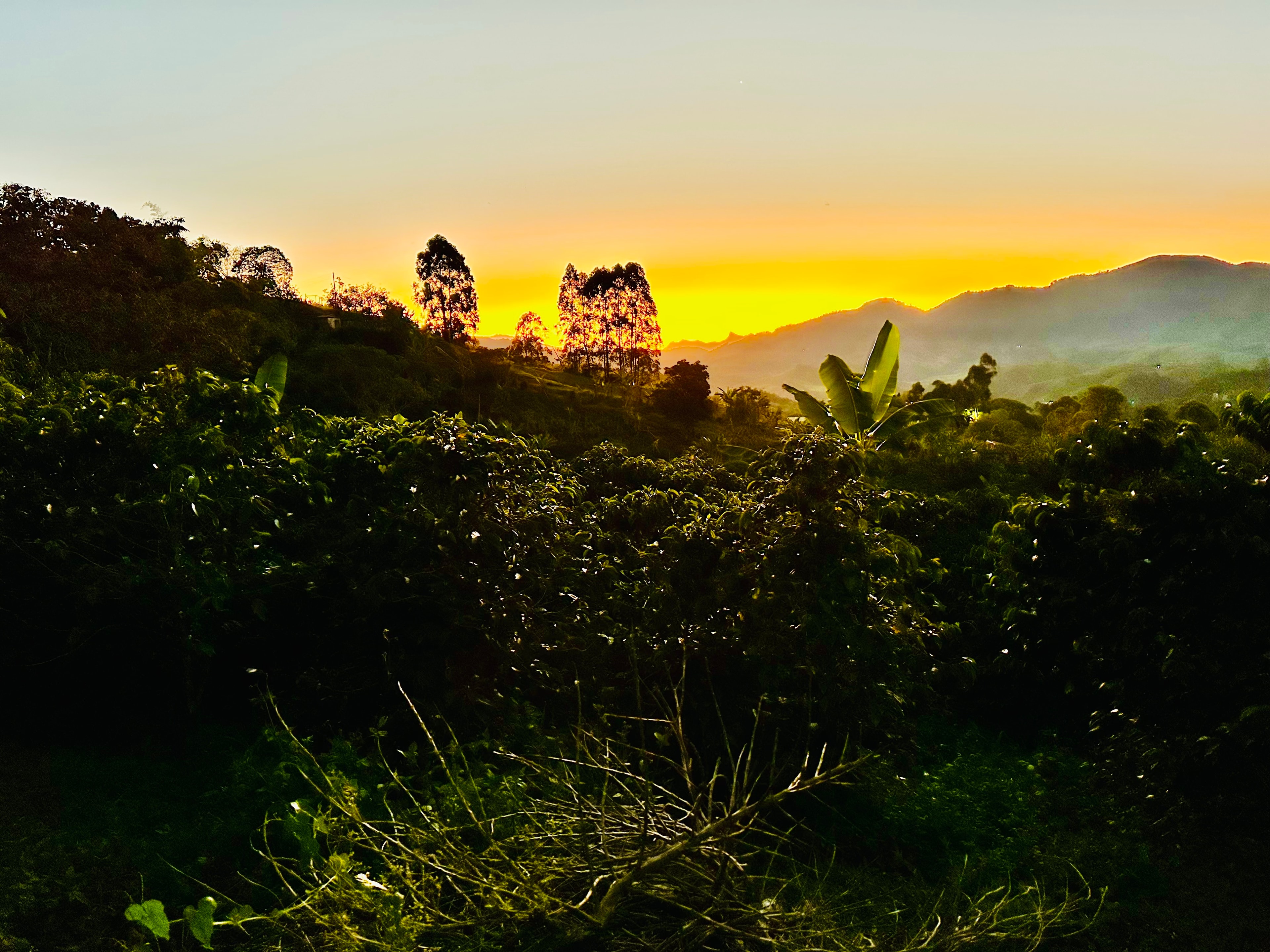 Sunset over La Milagrosa coffee plantation